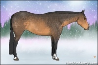 Horse Color:Buckskin Sabino