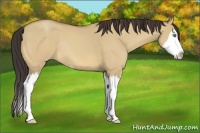 Horse Color:Amber Champagne Dun Sabino Splash Rabicano