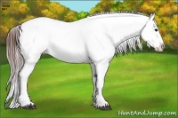 Horse Color:Brown Ice Appaloosa Rabicano 