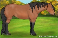 Horse Color:Bay Roan Sabino