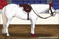 Horse Color:Buckskin Appaloosa 