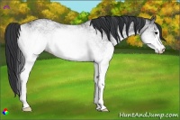 Horse Color:White Spotted Black 