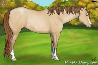Horse Color:Bay Pearl Dun Sabino Rabicano 