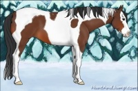 Horse Color:Bay Splash Tobiano