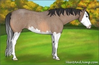 Horse Color:Buckskin Roan Splash