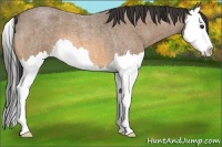 Horse Color:Buckskin Roan Splash 