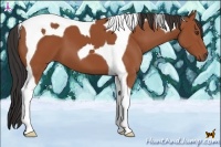 Horse Color:Bay Tobiano 