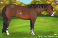 Horse Color:Bay Sabino 