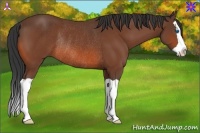 Horse Color:Bay Splash Rabicano