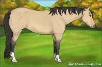 Horse Color:Buckskin Dun 