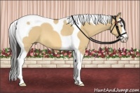 Horse Color:Buckskin Roan Dun Splash Tobiano 