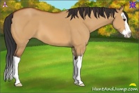 Horse Color:Bay Dun Sabino Splash 