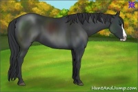 Horse Color:Black Splash Frame