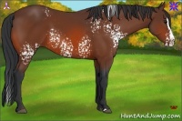 Horse Color:White Spotted Bay Splash