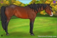 Horse Color:Bay Splash