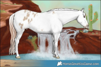 Horse Color:Classic Champagne Dun Sabino Tobiano Blanket 