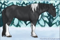 Horse Color:Black Tobiano