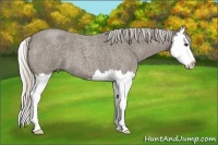 Horse Color:Silver Smoky Blue Roan Splash 