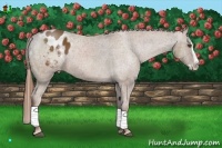 Horse Color:Chestnut Splash Appaloosa