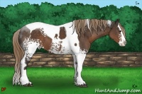 Horse Color:White Spotted Liver Chestnut Splash Tobiano 