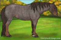 Horse Color:Liver Red Roan 