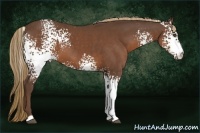 Horse Color:White Spotted Liver Chestnut 