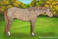Horse Color:Liver Red Dun Ice Sabino