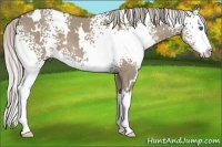 Horse Color:White Spotted Silver Grullo Splash 