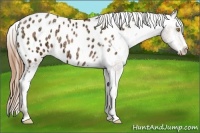 Horse Color:Bay Ice Pearl Appaloosa 
