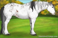 Horse Color:Brown Sabino