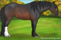 Horse Color:Brown Roan