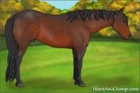 Horse Color:Bay Sabino