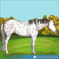 Horse Color:Bay Roan Sabino Splash Appaloosa 