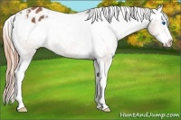 Horse Color:Chestnut Sabino Splash Appaloosa 