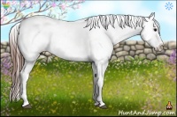 Horse Color:Bay Splash Appaloosa 