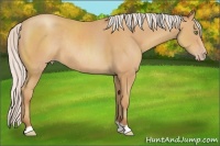 Horse Color:Silver Amber Champagne Rabicano