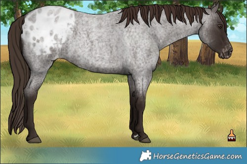 Horse Color:Liver Red Roan Varnish 