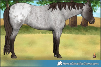 Horse Color:Liver Red Roan Appaloosa 