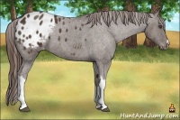 Horse Color:Liver Red Roan Appaloosa 