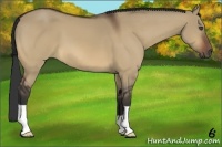Horse Color:Bay Dun 