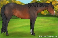 Horse Color:Brown Sabino 