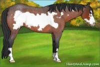 Horse Color:Bay Roan Frame 