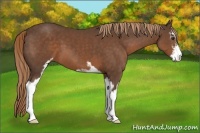 Horse Color:Liver Chestnut Sabino 
