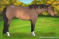 Horse Color:Buckskin Roan 