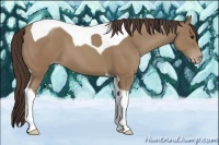 Horse Color:Classic Champagne Tobiano