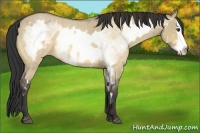 Horse Color:White Spotted Buckskin Roan Dun Splash Frame 