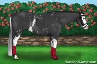 Horse Color:White Spotted Black Splash