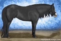 Horse Color:White Spotted Black Splash Frame