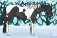 Horse Color:Smoky Black Tobiano 