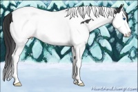 Horse Color:Black Splash Tobiano Rabicano